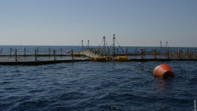 Photo of Отдых на Кипре: море, солнце и античные раскопки